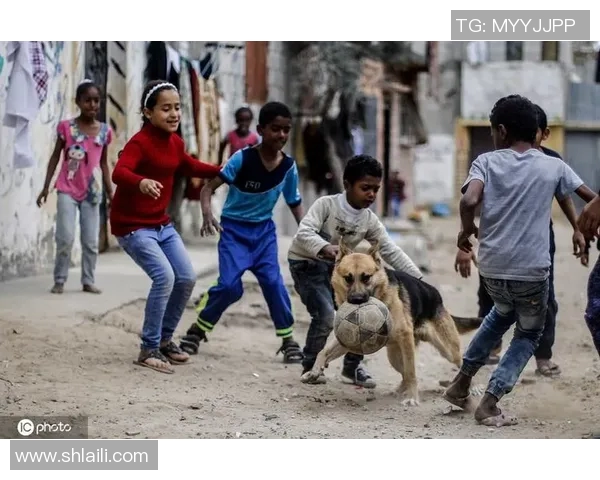 动物界的足球明星们如何在绿茵场上展现他们的独特魅力与才华